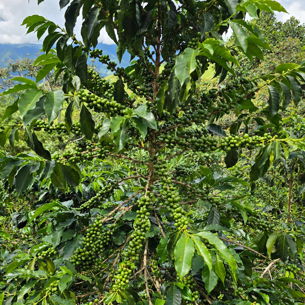 COLOMBIA La Roca Filterkaffee