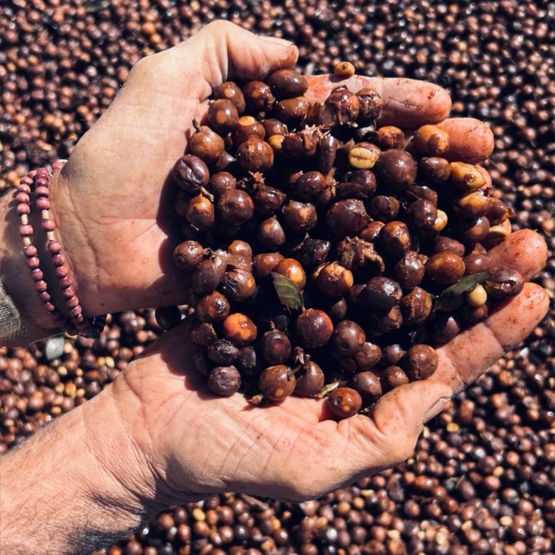 BRAZIL Fazenda Guariroba »Curated by Champions«