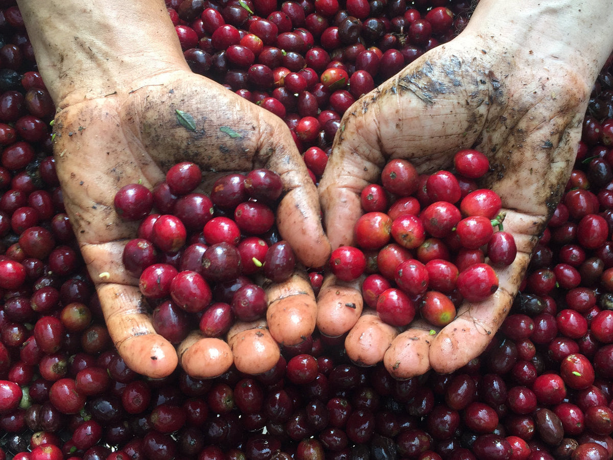 Titelbild zum Blogbeitrag über Third Wave Coffee. Zu sehen sind reife, rote Kaffeekirschen in zwei Händen über weiteren reifen Kaffeekirschen gehalten.